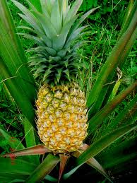 ananas