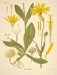 arnica montana