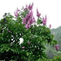 banaba