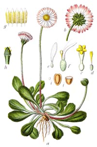 bellis perennis