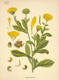 calendula