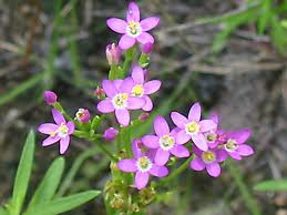 centaury