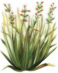 citronella