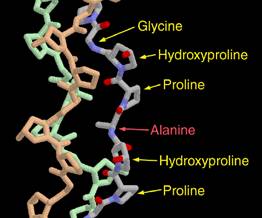 collagene