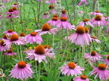 echinacea