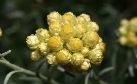 acqua di hamamelis