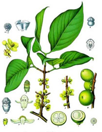 garcinia