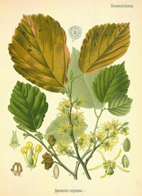 acqua di hamamelis