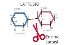 lattasi