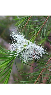 melaleuca