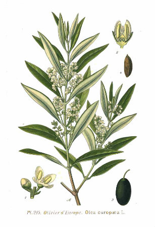 fitobios-olea-europea-jpg