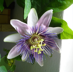 passiflora