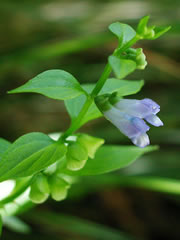 scutellaria