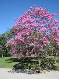 tabebuia