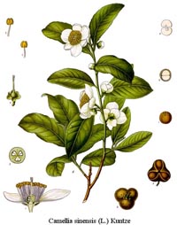 tè camellia sinensis