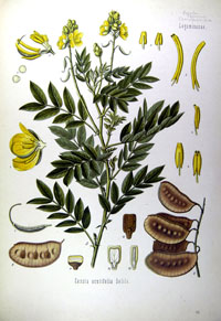 th_cassia acutifolia