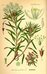 rhododendron tomentosum (ledum palustre)