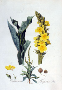 verbasco