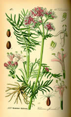 valeriana