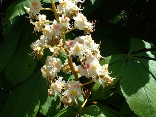 white chestnut