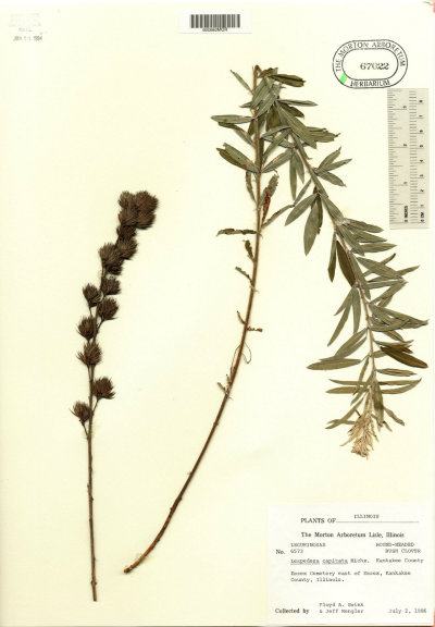 lespedeza