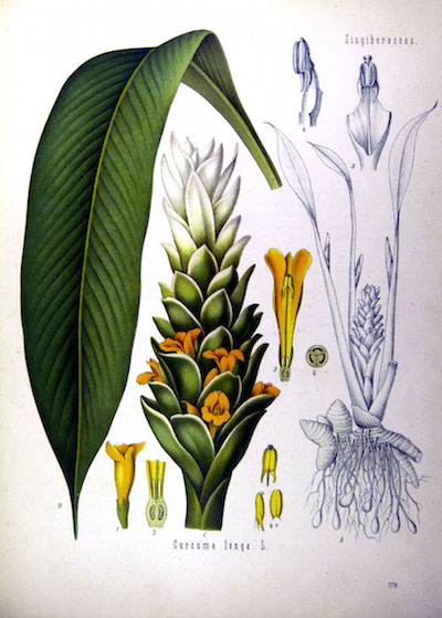 acqua di hamamelis