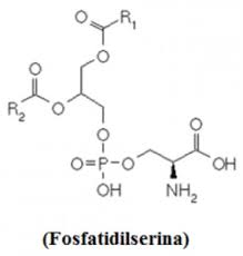 fosfatidilserina