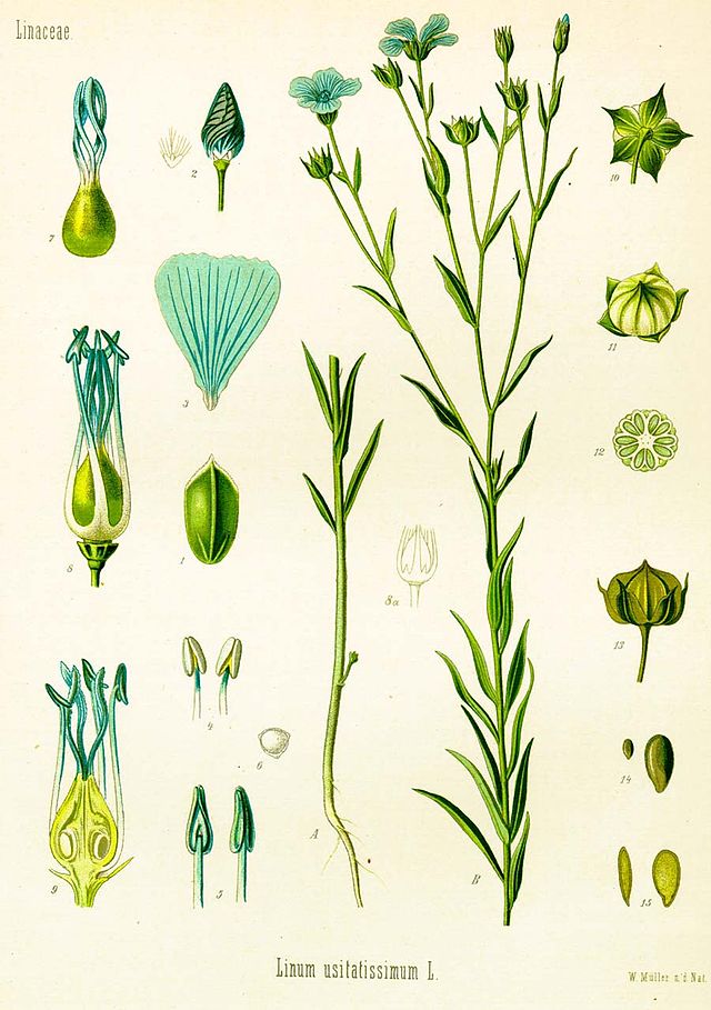 olio di semi di lino