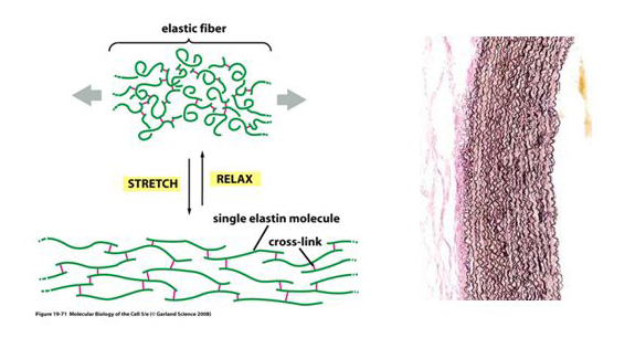 elastina idrolizzata