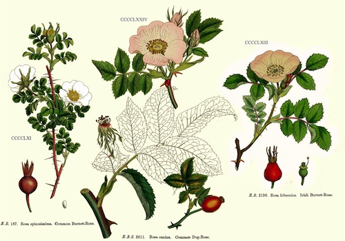 rosa canina